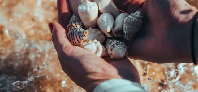 a person holding a handful of shells in their hand by NEOM courtesy of Unsplash.